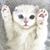 Nur Fitrah's profile image