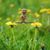 Carol Zur's profile image