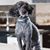 Leo D Poodle's profile image