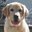 Tommy Burkhalter's profile image