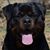 Dora Rosati's profile image