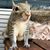 Annie Irma Brokaw's profile image