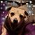 Tanya Hibshman's profile image