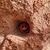 Tracy Benavides's profile image