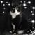 Lee Straubel's profile image