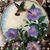 Stacey Earl-Poppe's profile image