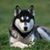 Kevin Corzine's profile image