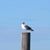 Retro Weather's profile image
