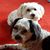 Karen Bucchare's profile image