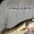 Nick Papageorgio's profile image