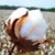 Stanford Vann's profile image