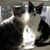 Ruth Goldstein's profile image