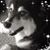 Suzi Hall's profile image