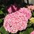 Sue Ballinger's profile image
