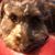 Kim Neufeld-Petersen's profile image