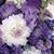 Denise Layfield's profile image
