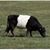 Nancy Cowherd Galloway's profile image