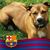 Israel Flores's profile image