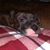 DeShanna Scarnecchia's profile image