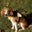 Chris Wroge's profile image