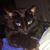 Renata Allison's profile image