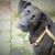 Alessio Di Gino's profile image