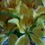 Tracy TryJah Lewis's profile image
