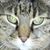 Teresa L Jones's profile image