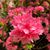Kec Hauber's profile image