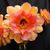 BerGe Phoenix Arizona's profile image