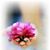 Sudhan Kumar's profile image