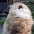 Jeffrey Mayle Sroufe's profile image