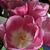 Tammy Miller Harris's profile image
