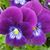 Denise Hearp's profile image