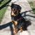 Karole Schon's profile image