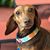 Cory E. Boemer's profile image