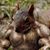 Armando Zeugirdor's profile image