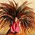 Paula Darrah's profile image