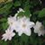 Hilda Christopher Stewart-Abell's profile image