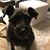 Lorrie Niessen's profile image