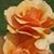 HR Crosswhite's profile image