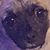 Gizzymotto Rocky's profile image