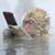 Palegrl Corradino's profile image