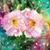 Marilyn McDonald Mahuron's profile image