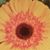 Cindy Behnke's profile image