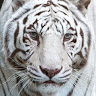 Stacey C.'s profile image
