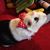 Guinea Bff Scaly Bff's profile image