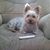 Yvonne Gauthier's profile image