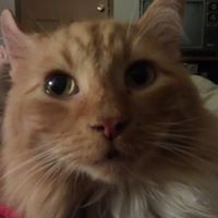 Joyce E. Ellis's profile image