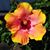Dorothy A. Parsons's profile image